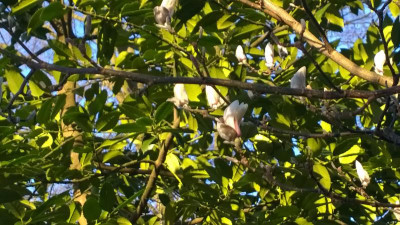 WP_20170327_043 Magnolia zenii.jpg