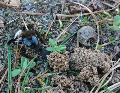 Wildbiene 170327.jpg