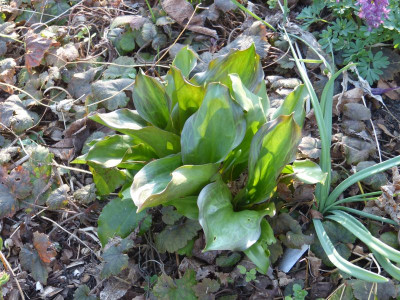 2017-03-28 Erythronium 'Pagoda'.jpg