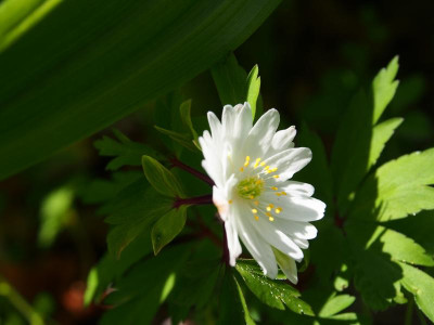 Anemone nemorosa 'Pleuger's Plena' P3290065.JPG
