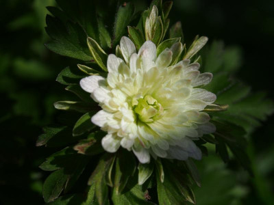 Anemoe nemorosa Bracteata Pleniflora Lisa P3290076.JPG