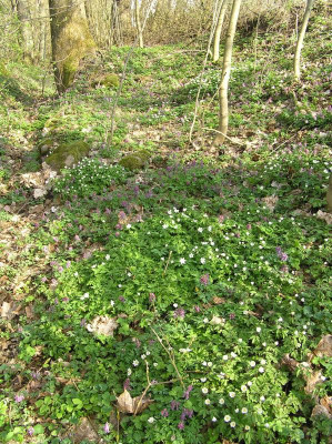 Corydalis 2017 Überblick 003.JPG