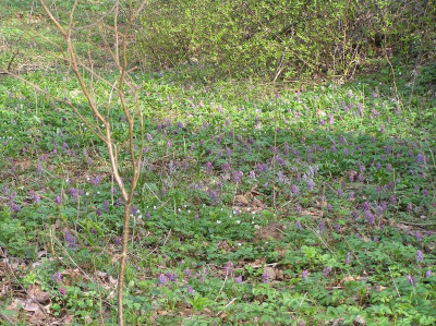 Corydalis 2017 Überblick 007.JPG