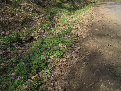 Corydalis 2017 Überblick 019.JPG