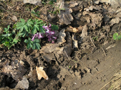 Corydalis 2017 Überblick 021.JPG
