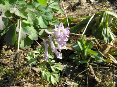 Corydalis 2017 Überblick 031.JPG