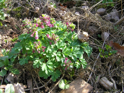 Corydalis 2017 Überblick 029.JPG