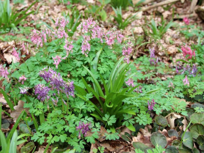 Corydalis Solida hybrids.jpg