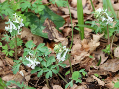 Corydalis solida 'Penza Strain' (White).jpg