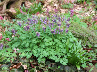 Corydalis Solida hybrids1.jpg