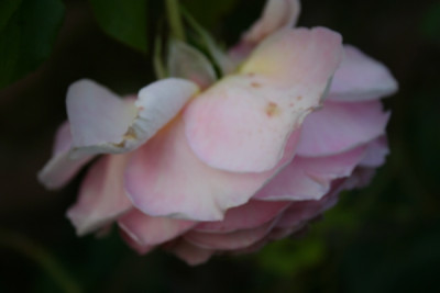 abraham_darby_IMG_1872.jpg