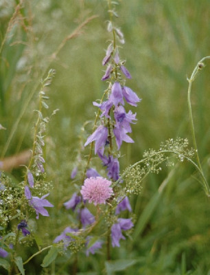 knautie_und_glockenblume.JPG