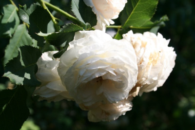 boule_de_neige_garten06_265.jpg