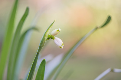 Leucojum-aestivum-Mar3017_107.jpg