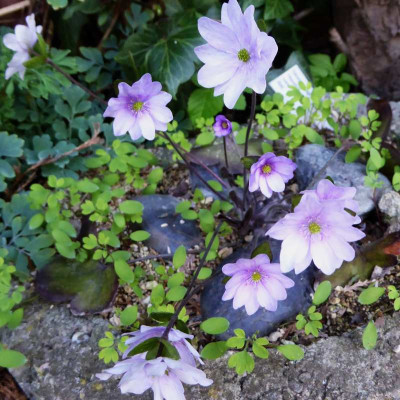 'Ann'  ...  30.3.17 058.jpg