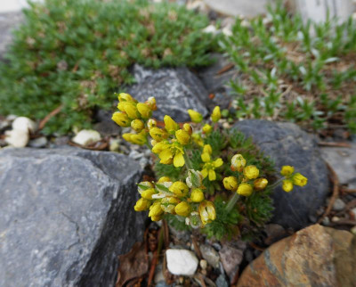 Draba lasiocarpa ...  29.3.17 011.jpg