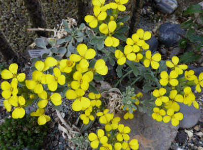 Fibigia triquetra ...    30.3.17 061.jpg