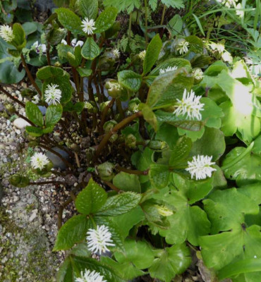 Chloranthus  japanicus ...  30.3.17 057.jpg