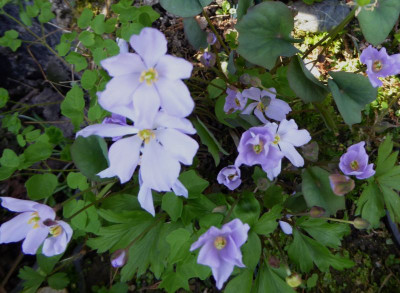 Jeffersonia manschurensis ...   30.3.17 052.jpg