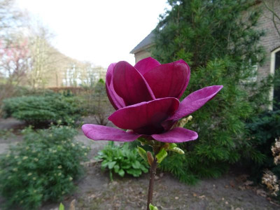 Magnolia Genie März 2017.JPG