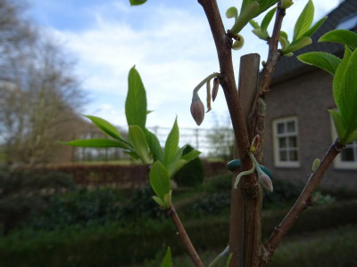 Melliodendron xylocarpum Knospen März 2017.JPG