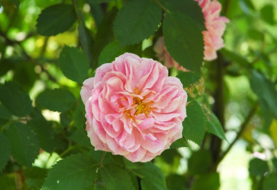 Rosa_X_1_28-05-2005.jpg