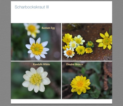 Scharbockskraut 3.jpg