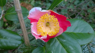 WP_20170330_034 Camellia japonica Ushu no hikari.jpg