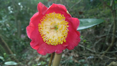 WP_20170330_045 Camelia japonica Shugetsu.jpg