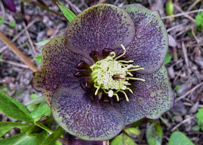 h.tigerschnegel.jpg