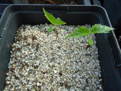 Prunus sargentii Germination März 2017.JPG