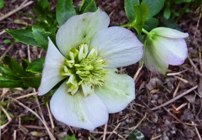 h.sämling ane w.jpg