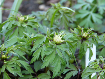 2017-03-30 Anemone nemorosa 'Virescens' 2.jpg