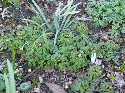 2017-03-30 Anemone nemorosa 'Virescens'.jpg