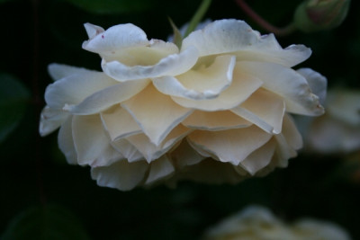 Buff_Beauty_garten06_071.jpg