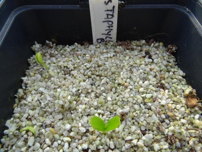 Staphylea bumalda Germination März 2017.JPG