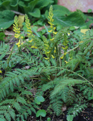 corychei171.jpg