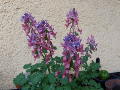 2017-03-30 Corydalis solida 'Prasil Strain'.jpg