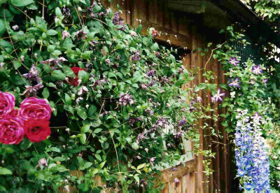 Clematis_vit.Mary_Rose.jpg