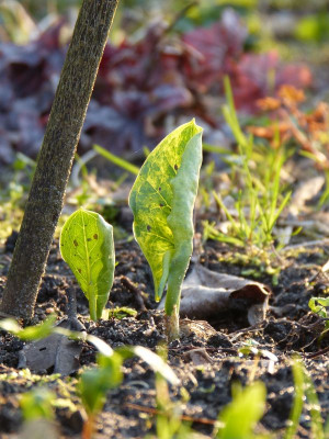 2017-03-30 Arum italicum ssp. Neglectum 'Miss Janay Hall'.jpg