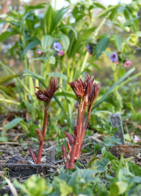2017-03-30 Paeonia tenuifolia x mascula.jpg