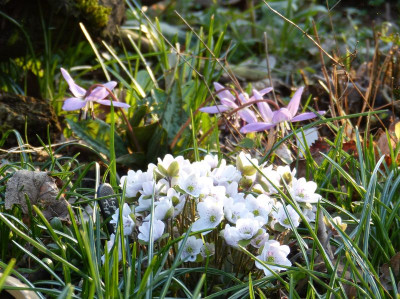 2017-03-30 Erythronium dens-canis.jpg