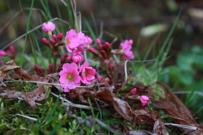 primrose172.jpg