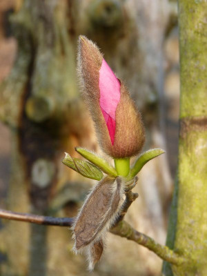 2017-03-30 Magnolia 'Westonbirt'.jpg