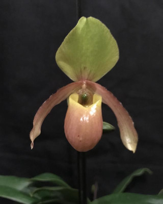 Paphiopedilum Wössner Mini Goldi 03-2017.jpg