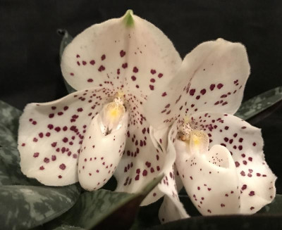 Paphiopedilum x wenshanense A 03-2017.jpg