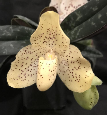 Paphiopedilum x wenshanense B 03-2017.jpg