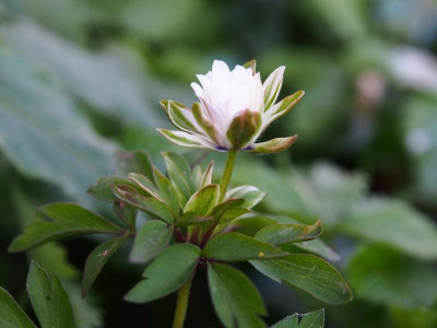 Anemone nemorosa 'Multiplicity' P3300094.JPG