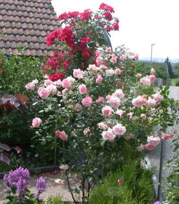 Sorbet__Highdownensis0001_S4S3_28422.jpg