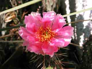 opun_rosa07-04.jpg